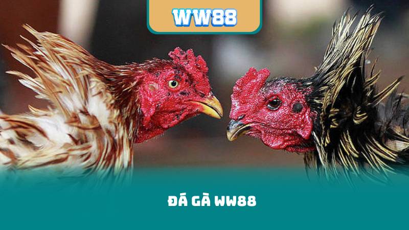Đá Gà WW88 – Mẹo Chọn Gà Và Cách Cược Hiệu Quả