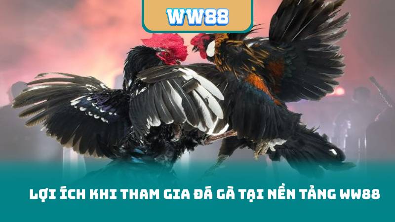 Lợi Ích Khi Tham Gia Đá Gà Tại Nền Tảng WW88