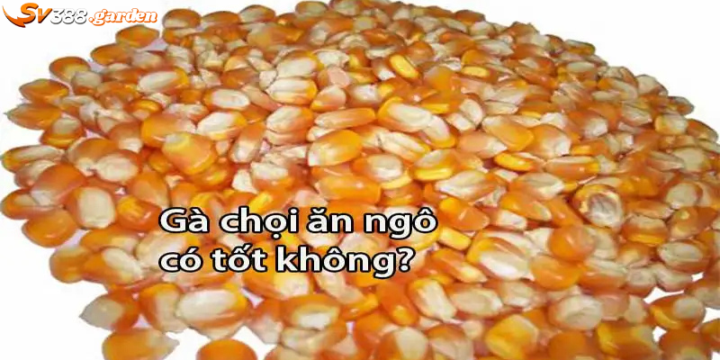 Nuôi gà bằng ngô có tốt không
