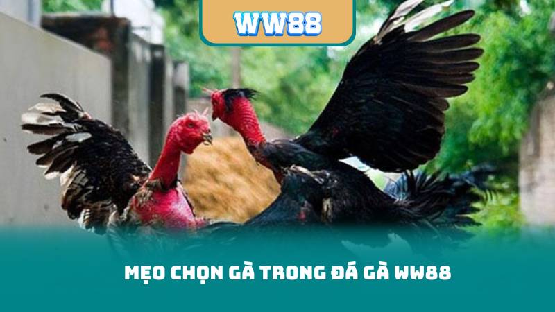 Mẹo Chọn Gà Trong Đá Gà WW88