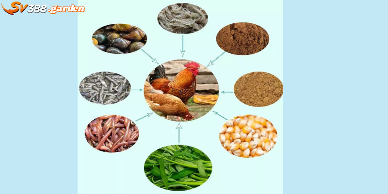 Các thực phẩm tốt cho chiến kê