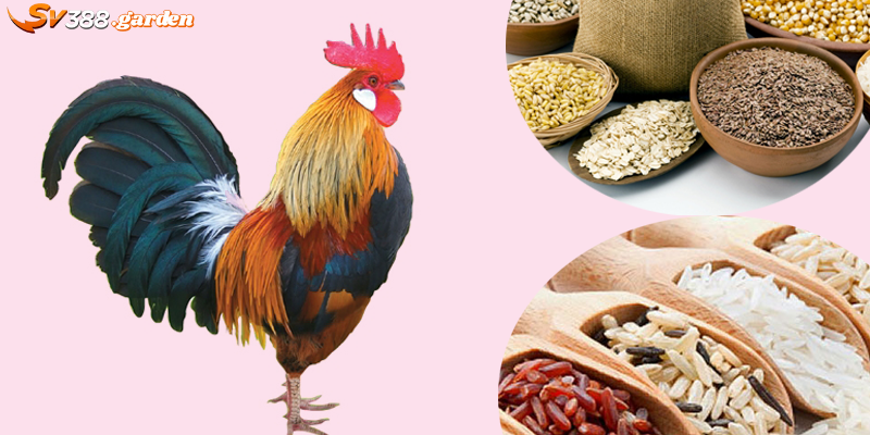 Nuôi Gà Bằng Ngô Có Tốt Không? Những Thực Phẩm Tốt Cho Gà Chọi