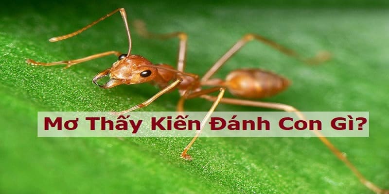 Những Con Số May Mắn Khi Mơ Thấy Kiến