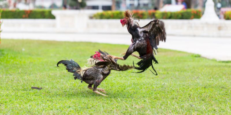 Danh sách kèo cược đá gà trực tiếp dễ thắng dành cho newbie
