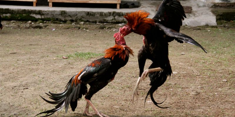 Hướng dẫn cách chơi cá cược đá gà tại J88