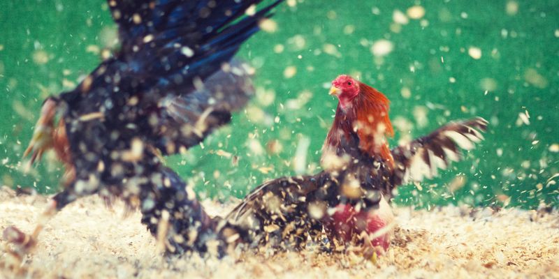 Bí quyết chơi đá gà trực tiếp J88 – Thắng lớn mỗi ngày, phê tới nóc