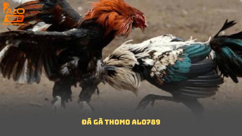 Đá Gà Thomo Alo789 – Sân Chơi Uy Tín, Minh Bạch Hàng Đầu