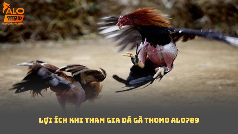 Lợi ích khi tham gia Đá Gà Thomo Alo789