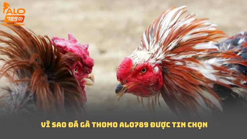 Vì sao Đá Gà Thomo Alo789 được tin chọn
